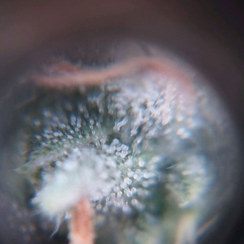 Elixir CBD auto growlog timeline photo