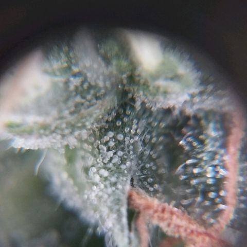 Elixir CBD auto growlog timeline photo