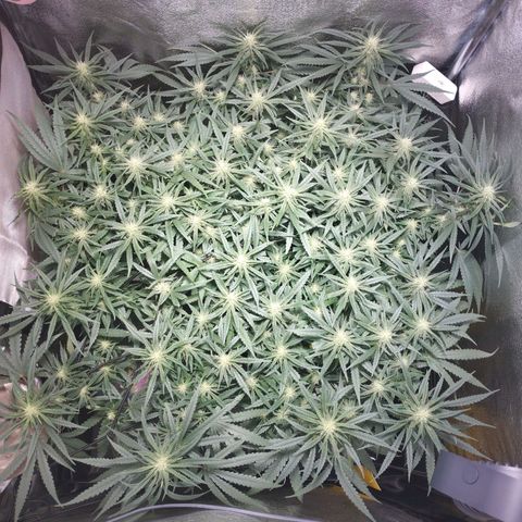 Amnesia fem growlog timeline photo