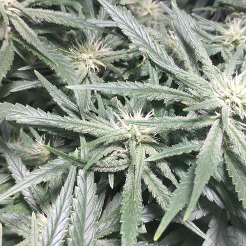 Amnesia fem growlog timeline photo