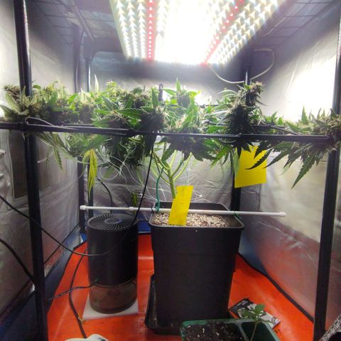 Elixir CBD auto growlog timeline photo