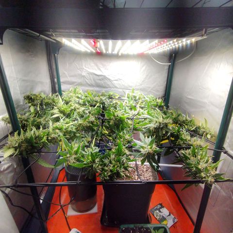 Elixir CBD auto growlog timeline photo