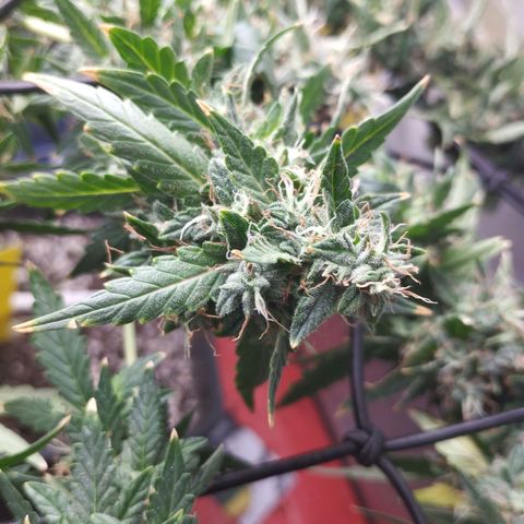 Elixir CBD auto growlog timeline photo