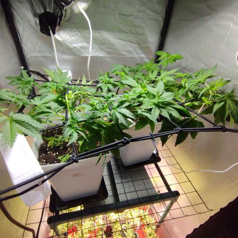 Lemon Haze auto  growlog timeline photo