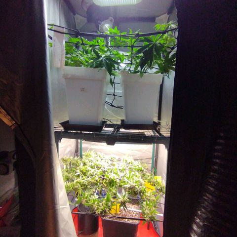 Elixir CBD auto growlog timeline photo