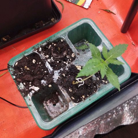 Cheese auto growlog timeline photo
