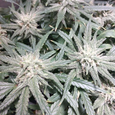Amnesia fem growlog timeline photo