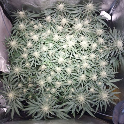 Amnesia fem growlog timeline photo