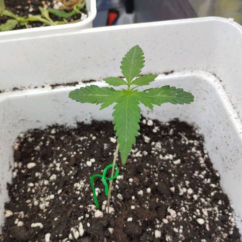 Cheese auto growlog timeline photo