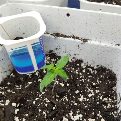 White Widow auto #1 growlog timeline photo