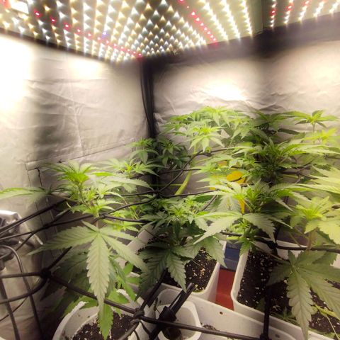 Lemon Haze auto  growlog timeline photo
