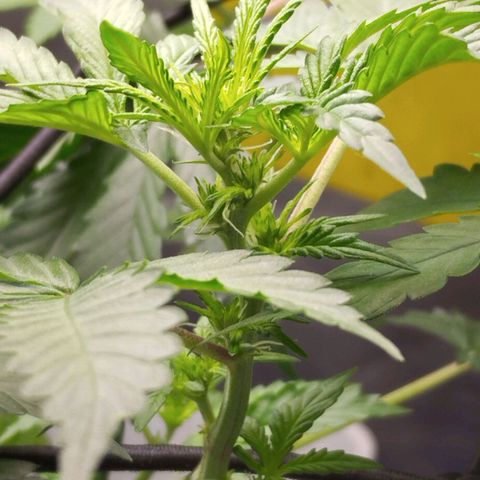 Lemon Haze auto  growlog timeline photo