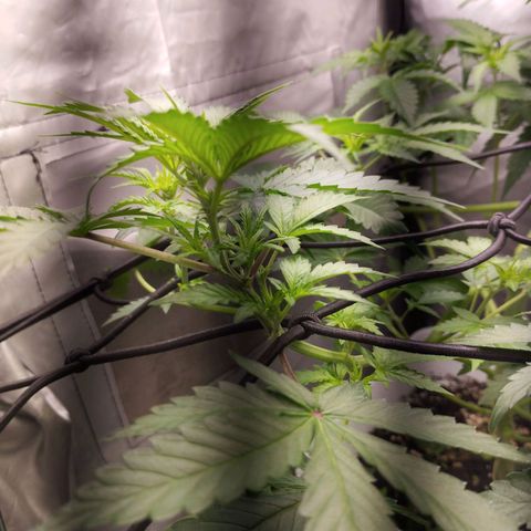 Lemon Haze auto  growlog timeline photo