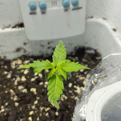 White Widow auto #1 growlog timeline photo