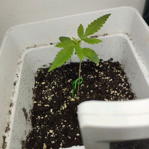 Cheese auto growlog timeline photo