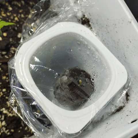 White Widow fem growlog timeline photo