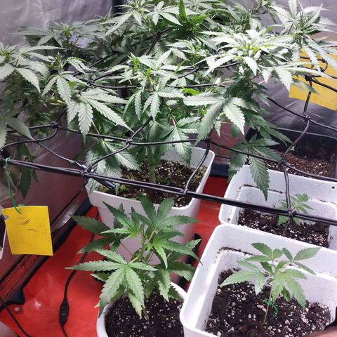 Lemon Haze auto  growlog timeline photo
