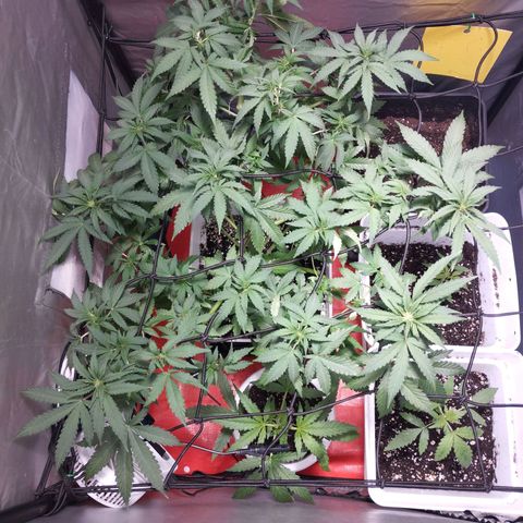 Lemon Haze auto  growlog timeline photo