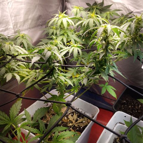 Lemon Haze auto  growlog timeline photo