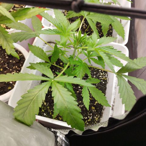 Cheese auto growlog timeline photo