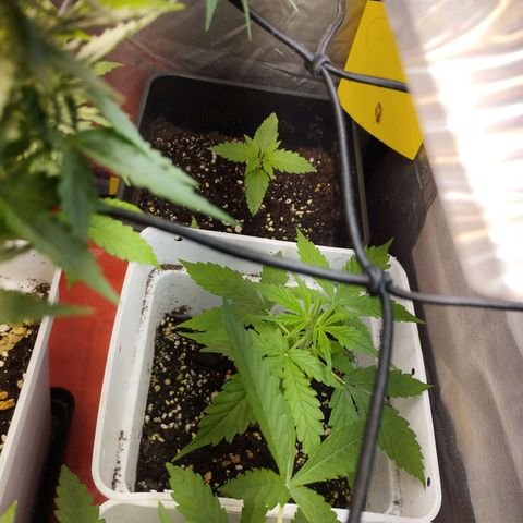 White Widow fem growlog timeline photo