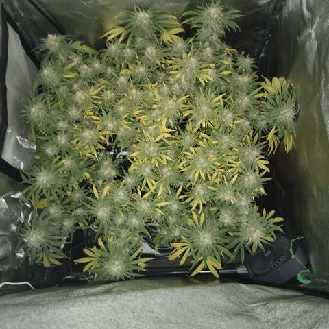 Amnesia fem growlog timeline photo