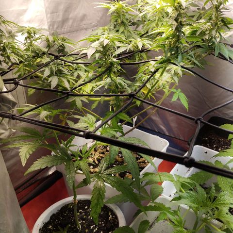 Lemon Haze auto  growlog timeline photo