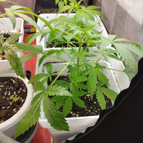 Cheese auto growlog timeline photo