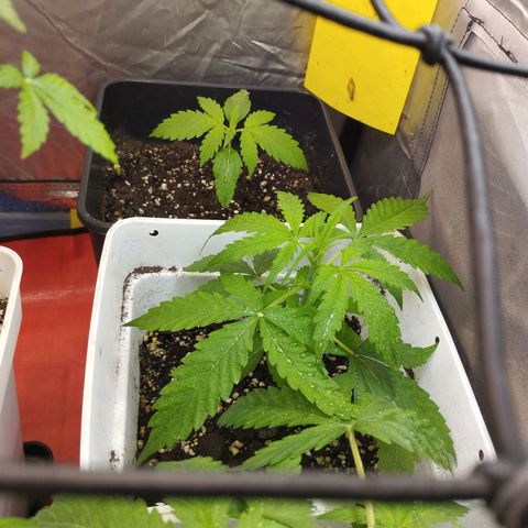 White Widow fem growlog timeline photo