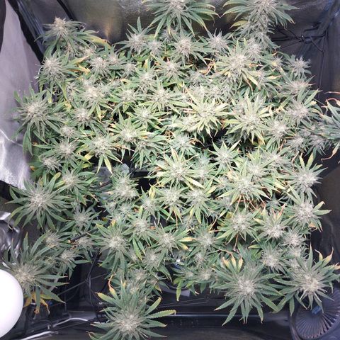Amnesia fem growlog timeline photo