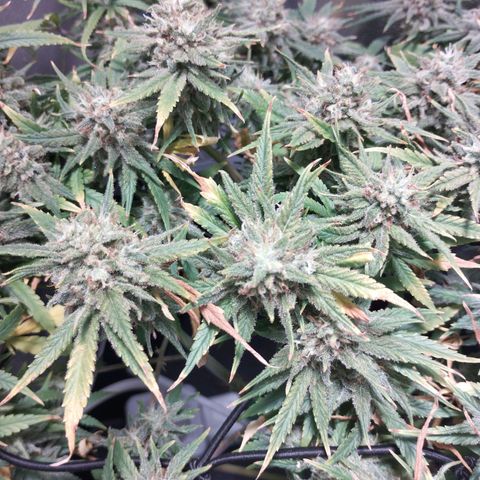 Amnesia fem growlog timeline photo