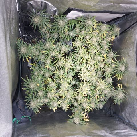 Amnesia fem growlog timeline photo