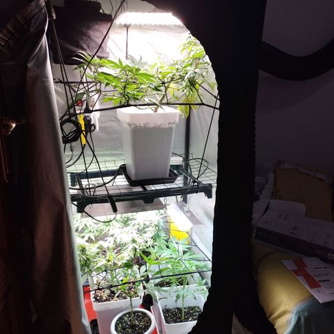Lemon Haze auto  growlog timeline photo