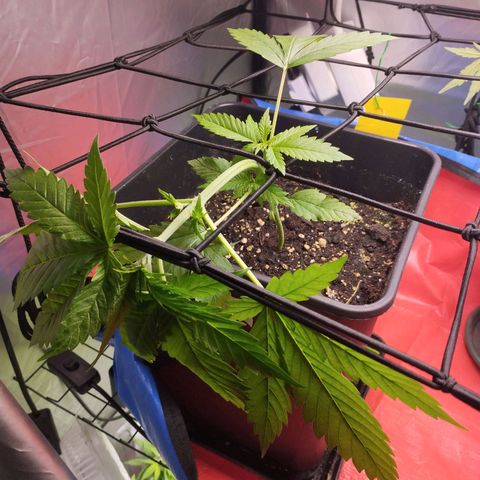 White Widow fem growlog timeline photo