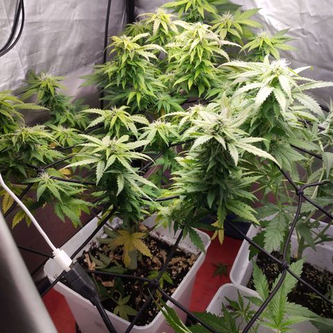 Lemon Haze auto  growlog timeline photo