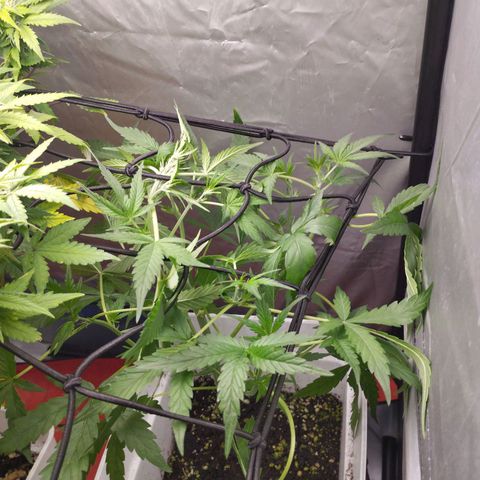 Cheese auto growlog timeline photo