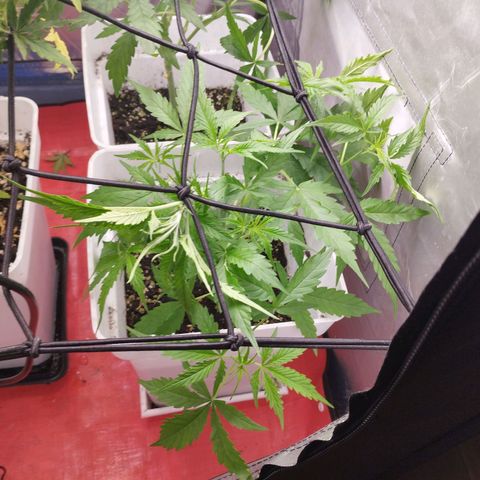 White Widow auto #1 growlog timeline photo