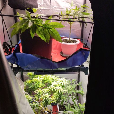 Lemon Haze auto  growlog timeline photo