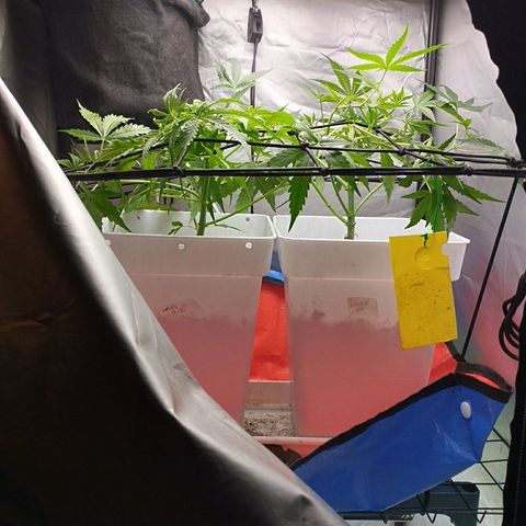 White Widow auto #1 growlog timeline photo