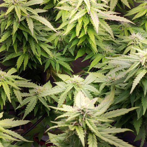 Lemon Haze auto  growlog timeline photo