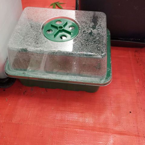 OG Kush auto growlog timeline photo