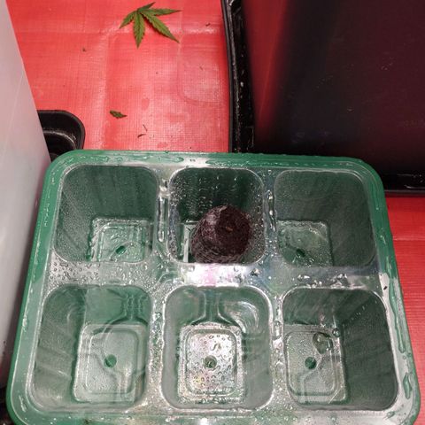OG Kush auto growlog timeline photo