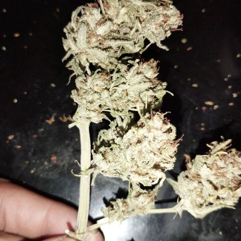 Amnesia fem growlog timeline photo