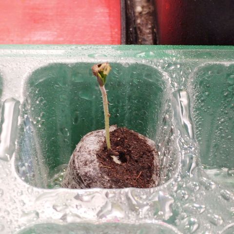 OG Kush auto growlog timeline photo