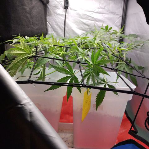 White Widow auto #1 growlog timeline photo