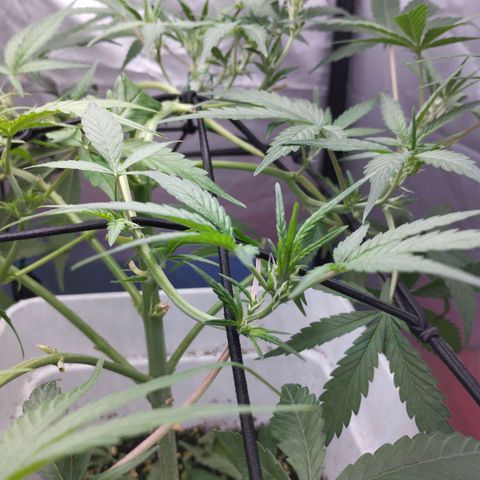Cheese auto growlog timeline photo