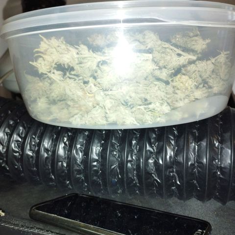 Amnesia fem growlog timeline photo