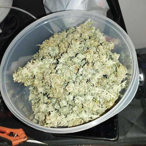Amnesia fem growlog timeline photo