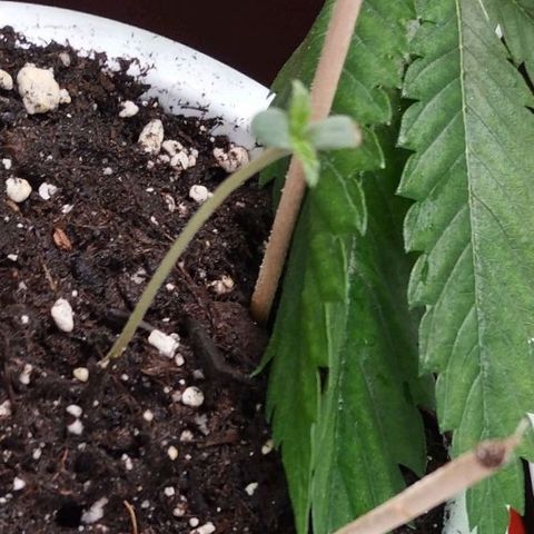 OG Kush auto growlog timeline photo