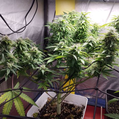 Lemon Haze auto  growlog timeline photo